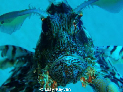 Lion Fish by Loay Rayyan 